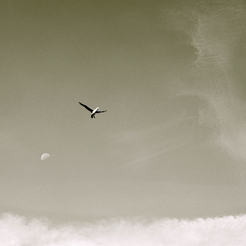 Award-winning photograph Icarus Moonward: A Self-Portrait by Marcel van beek, 2026 MUSE Photography Awards Platinum Winner