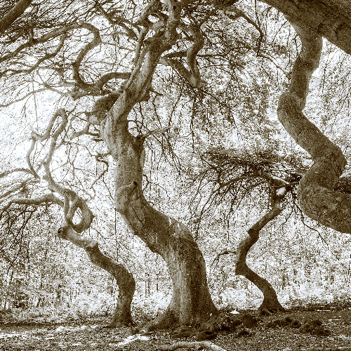 Award-winning photograph Sylvan Weaves by Marcel van Beek, 2026 MUSE Photography Awards Gold Winner