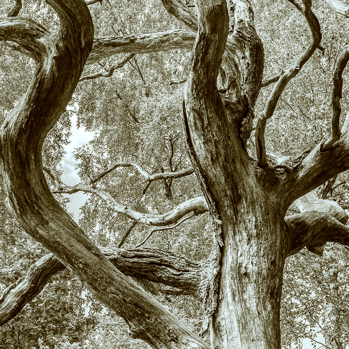 Award-winning photograph Fractals of the Boughs by Marcel van Beek, 2026 MUSE Photography Awards Silver Winner