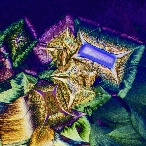 Award-winning photograph Shine Your Dreams by Karo Luminara, 2026 MUSE Photography Awards Gold Winner