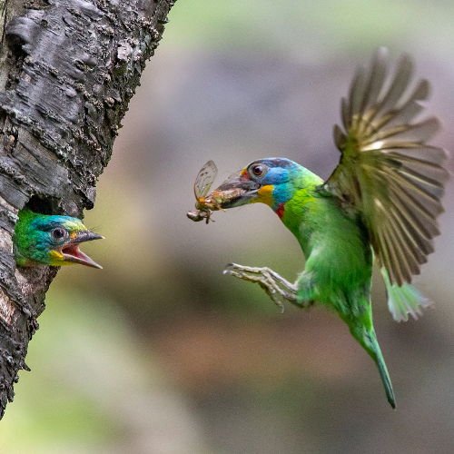 Award-winning photograph Feeding time by Shang Yao Yuan, 2026 MUSE Photography Awards Platinum Winner