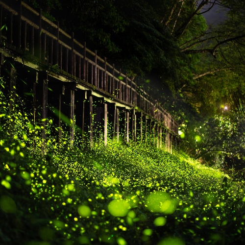 2026 MUSE Photography Winner - Firefly evening party under the wooden bridge by Shang Yao Yuan
