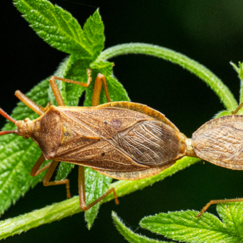 Award-winning photograph Homoeocerus chinensis mating by HO, WEI-CHIN, 2026 MUSE Photography Awards Gold Winner
