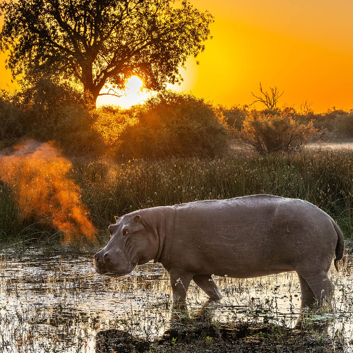 Award-winning photograph Hippo Sunrise by Bill Klipp, 2026 MUSE Photography Awards Silver Winner