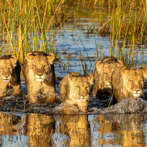 Award-winning photograph Lions Crossing Marsh by Bill Klipp, 2026 MUSE Photography Awards Silver Winner