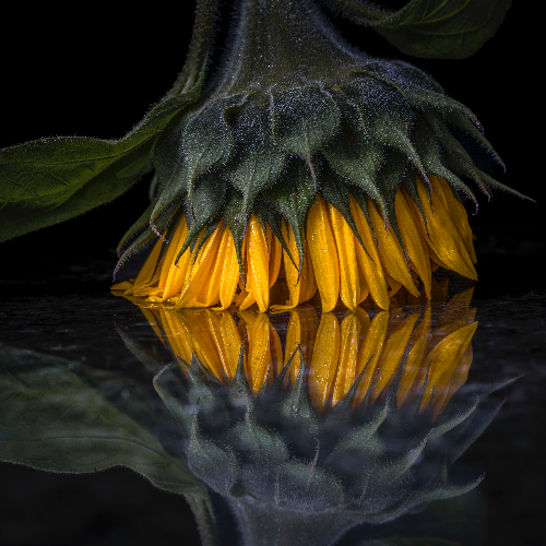 Award-winning photograph Reflections by Anne Di John, 2026 MUSE Photography Awards Platinum Winner