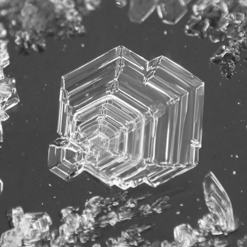 Award-winning photograph Birthday's Surprise Frost by Melissa N. Robertson, 2026 MUSE Photography Awards Gold Winner