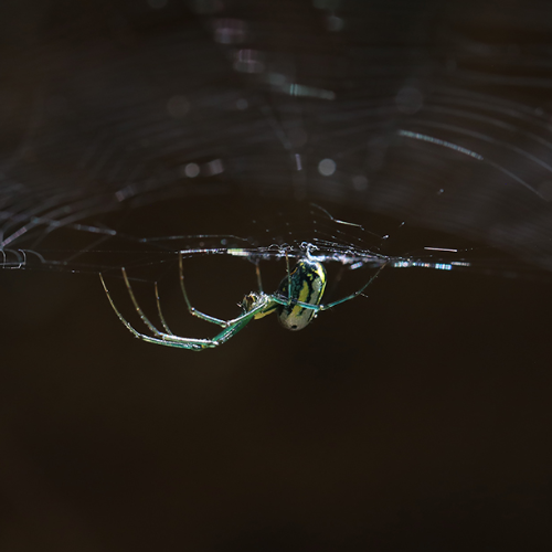 Award-winning photograph Green Spider's Web by Melissa N. Robertson, 2026 MUSE Photography Awards Platinum Winner