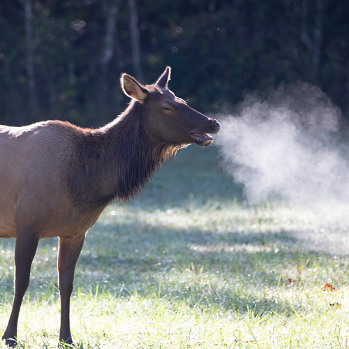Award-winning photograph Smokin' Elk by Melissa N. Robertson, 2026 MUSE Photography Awards Silver Winner