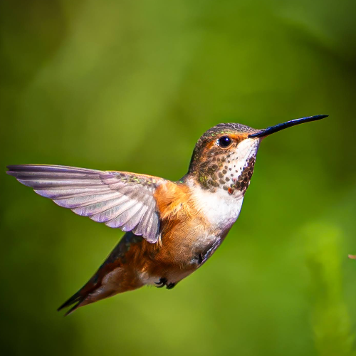 Award-winning photograph Rufus Hummingbird by Rodrigo Izquierdo, 2026 MUSE Photography Awards Gold Winner