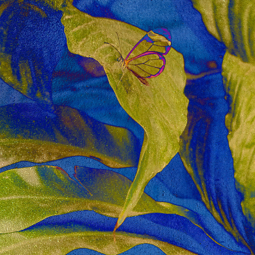 Award-winning photograph Gold Butterfly: Echoes of Transformation by August Langhout, 2026 MUSE Photography Awards Gold Winner