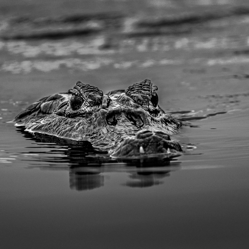 Award-winning photograph Ancient Sentinel by Felipe Cuoco, 2026 MUSE Photography Awards Platinum Winner