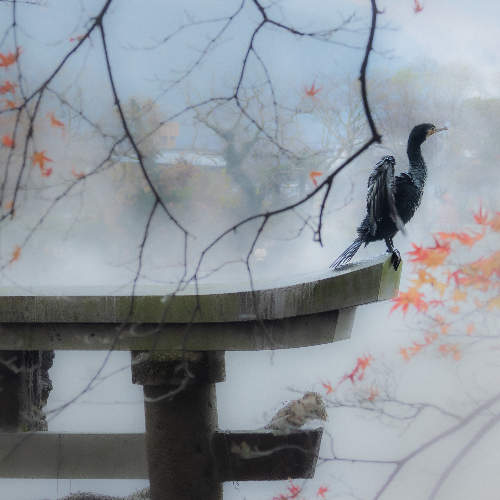 Award-winning photograph Threshold of Silence by Takashi Iwasaki, 2026 MUSE Photography Awards Silver Winner
