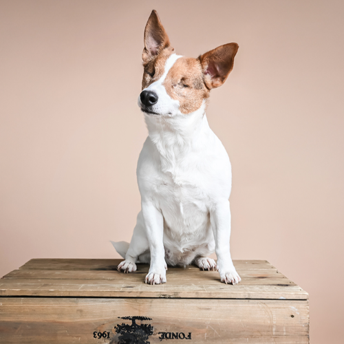 Award-winning photograph Ruby by Martyn Norsworthy, 2026 MUSE Photography Awards Silver Winner