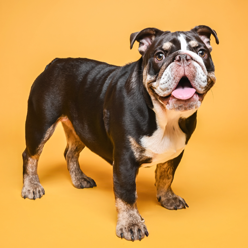 Award-winning photograph Nelly by Martyn Norsworthy, 2026 MUSE Photography Awards Silver Winner