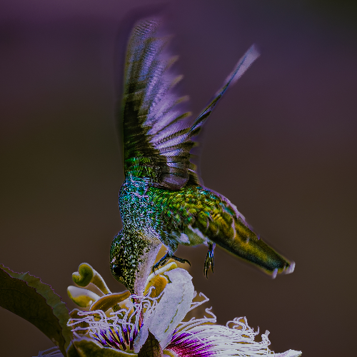 2026 MUSE Photography Winner - POLLINATION by VERA REGINA BANDEIRA