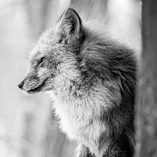 Never Cry Fox