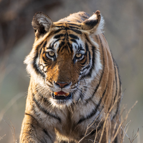 Tigers of India
