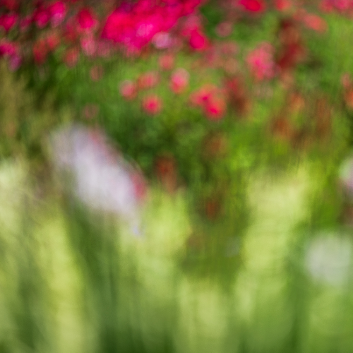 September Garden Colors - Blurred