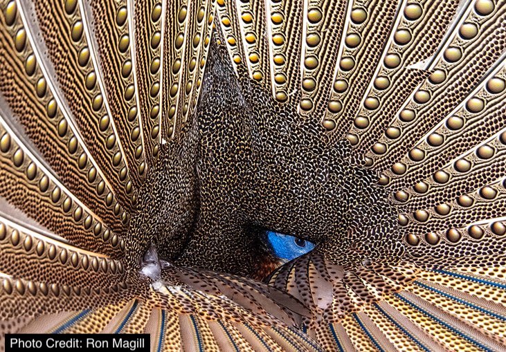 Graham Johansson § Naturalist: Congratulations to one of my favorite photographers, Ron MaGill 
