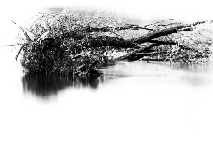 Don Hooper Wins Silver Medal with Black and White Stranded! 