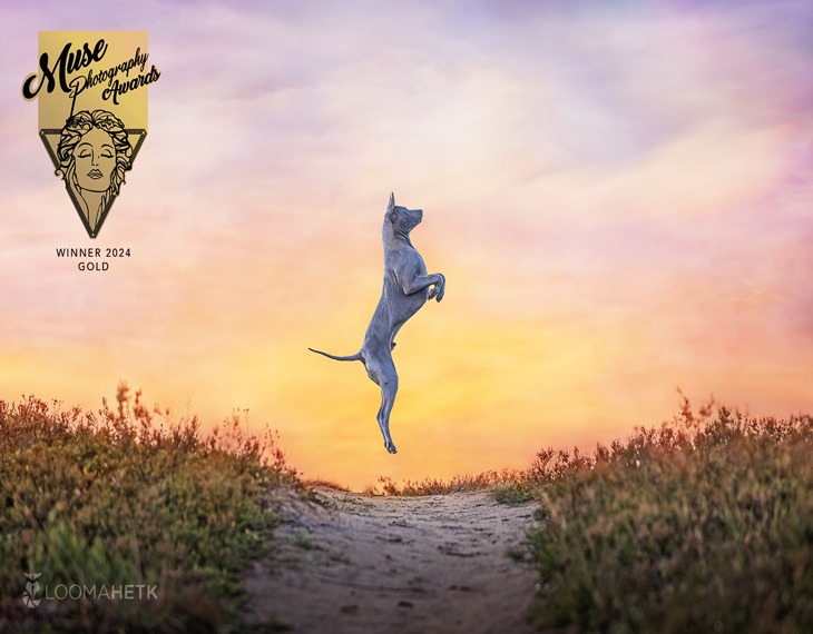 Merlin Viir just won a Gold Award in the Fine Art Photography - Pets category!