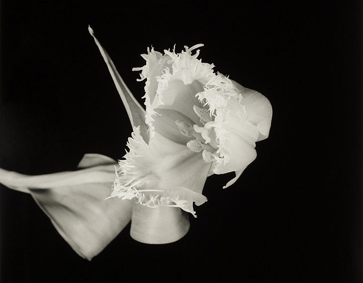 Dale M Reid just won a Gold Award at the 2024 MUSE Photography Awards!