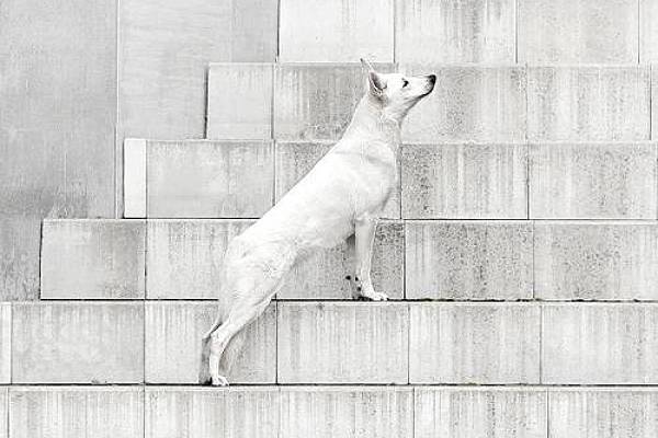 The Shape of Stillness Won Silver for Its Poetic Take on Pet Photography